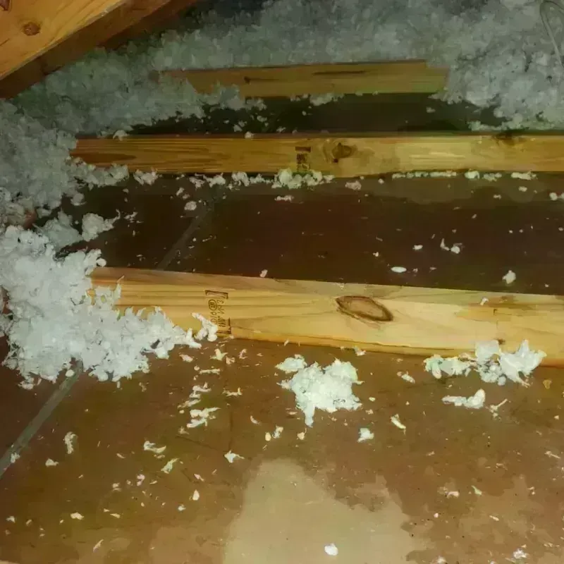 Attic Water Damage in Chicago, IL